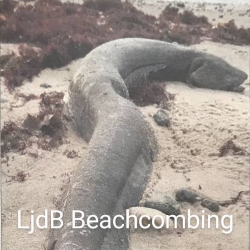 Ljdb – Beachcombing